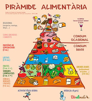 Bioalimals, tallers d'aimentació. Piràmide Alimnentària.
